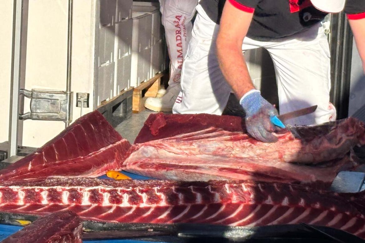 Ronqueo de un atún em Barbate