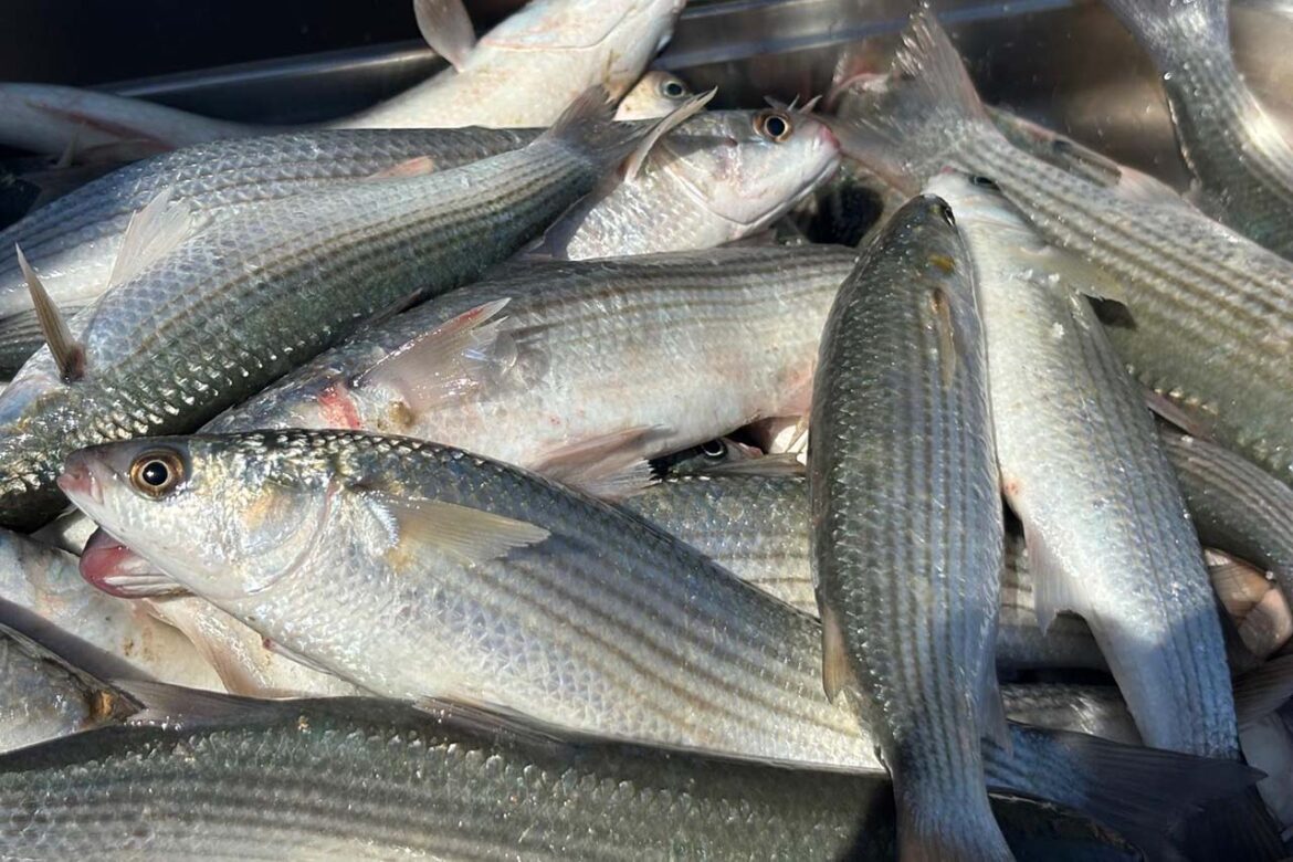 Pescado de estero