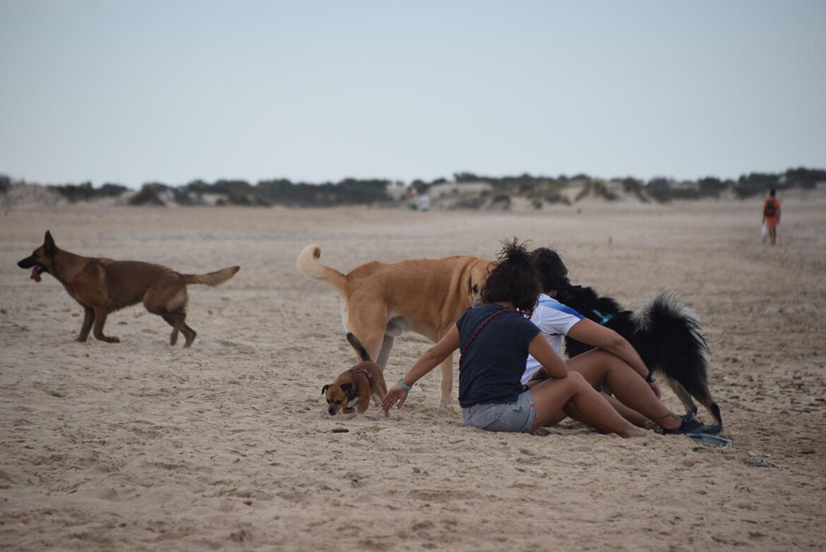 Ir con tu perro a la playa de Camposoto