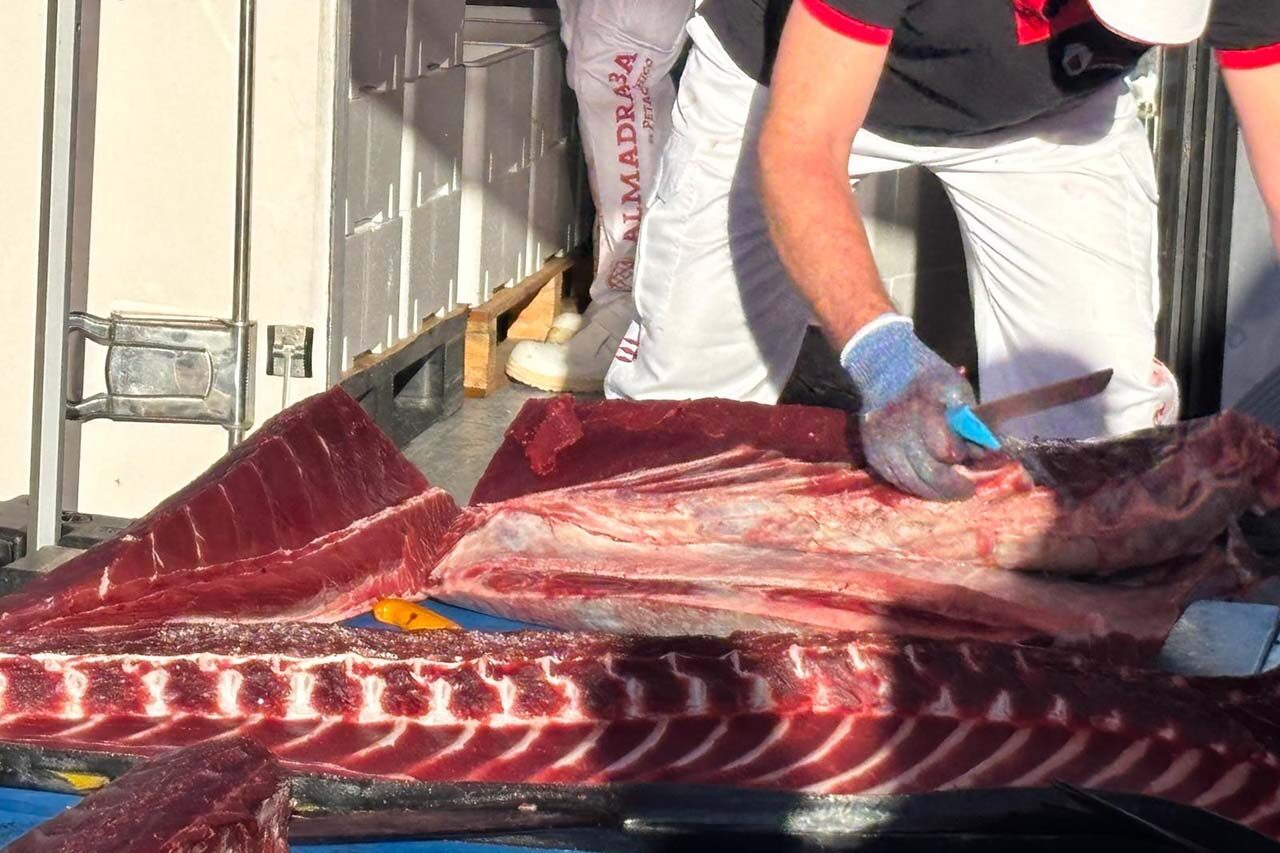 Ronqueo de un atún em Barbate