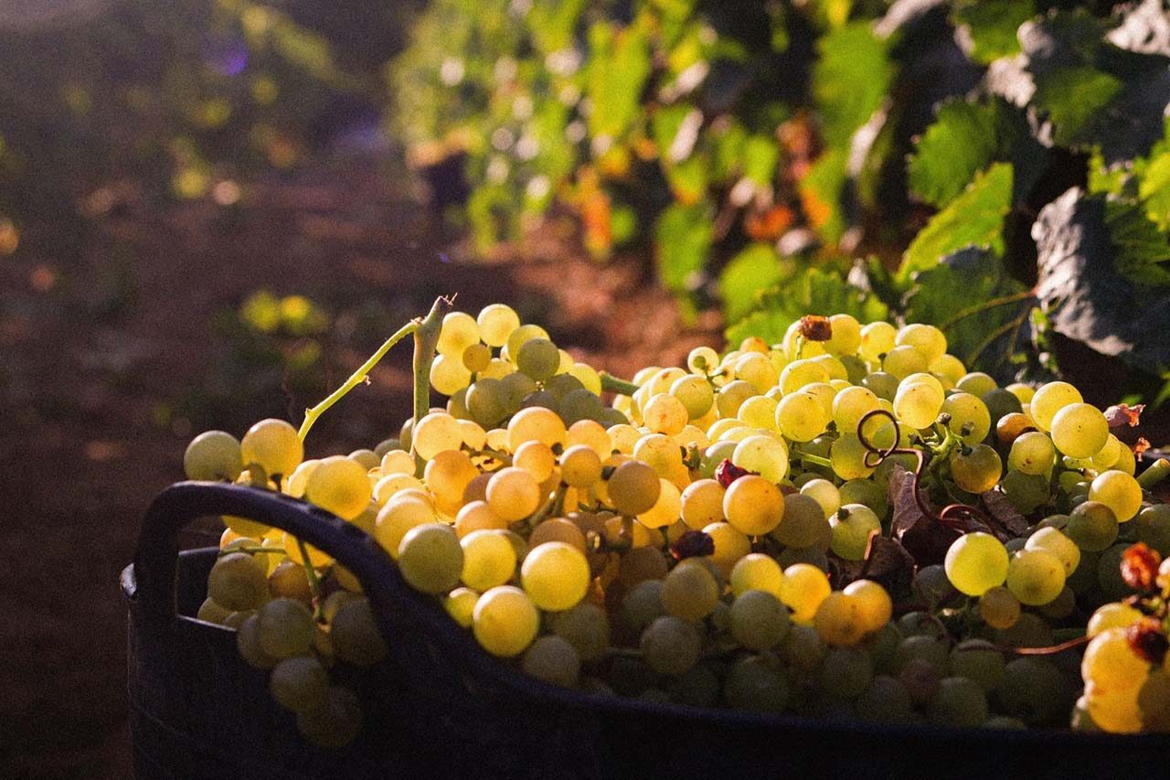 Uvas
