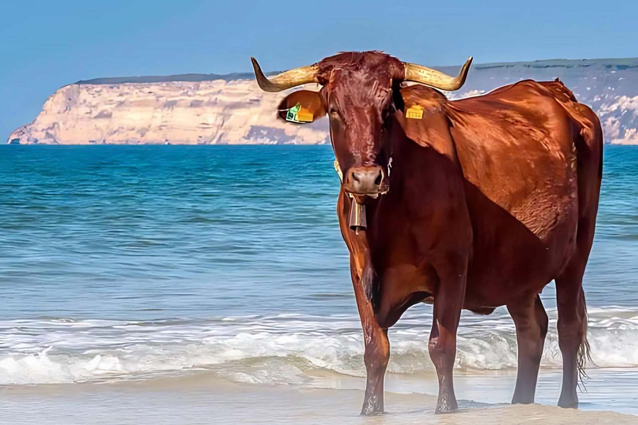 Barbate acogerá del 1 al 5 de octubre la  la segunda edición de la Ruta de la Ternera Ecológica de la Sierra del Retín.