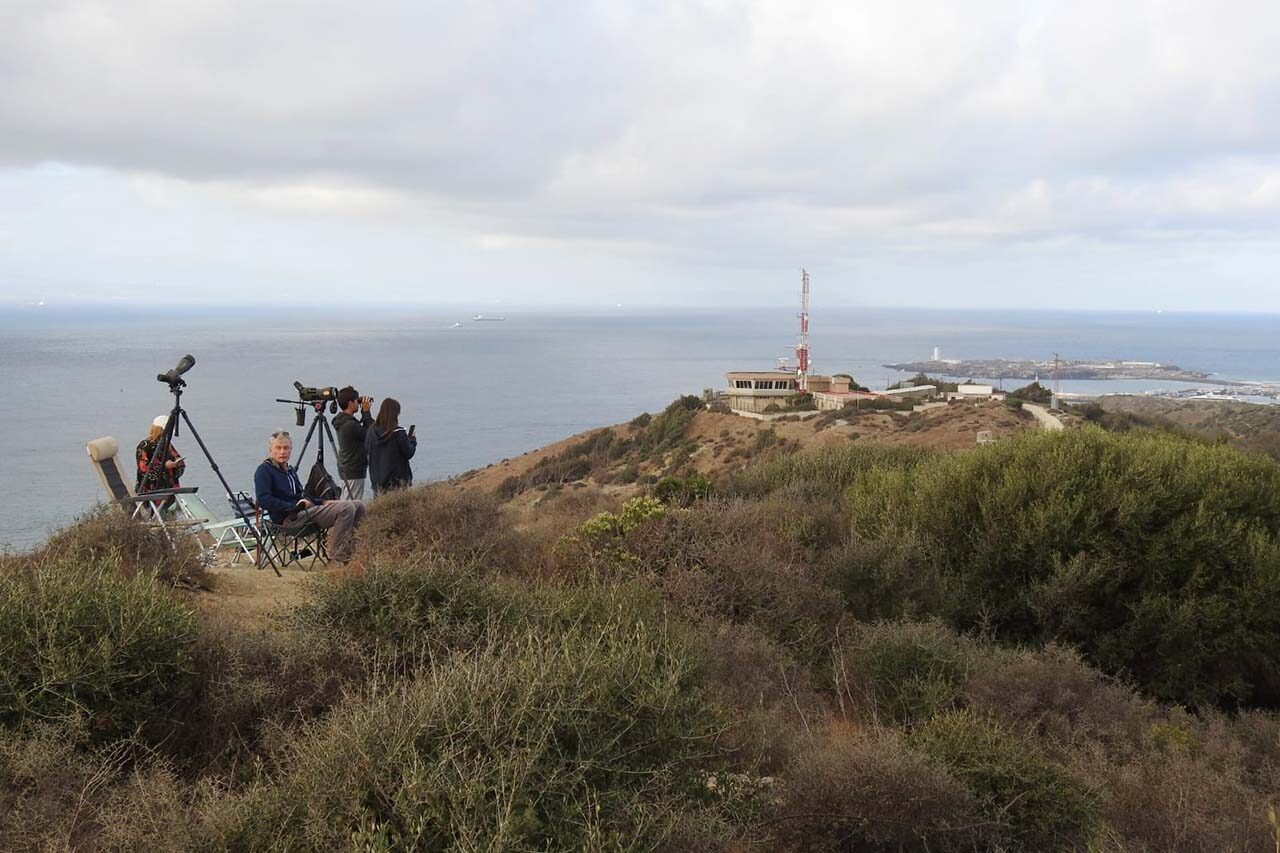 Migración de aves en El Estrecho